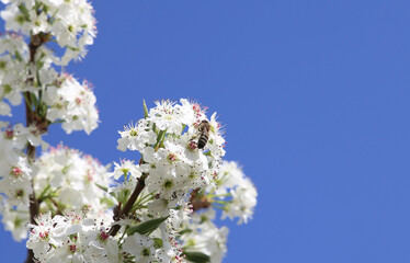 bee pollinating cherries close up
