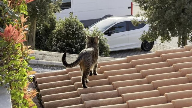 cat walking in a roof observing panorama