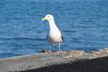 seagull on the beach