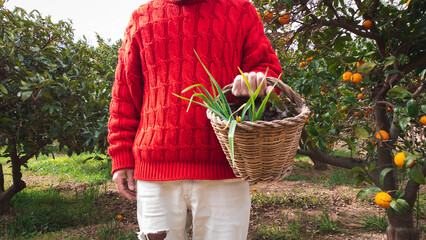 Fototapeta premium Man with a wicker basket with freshly picked vegetables