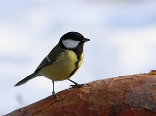 Great tit