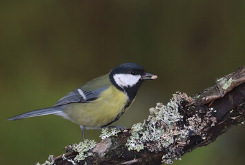 Great tit