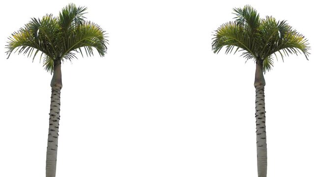 Palm trees in the wind, cropped on white background and bluescreen chroma key, 4K