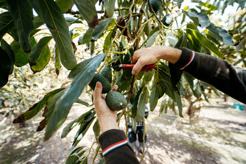 Harvesting hass avocados. Farmer cutting the avocado stick from the tree with pruning shears. Avocado harvest season in a V&eacute;lez-M&aacute;laga field, M&aacute;laga, Spain