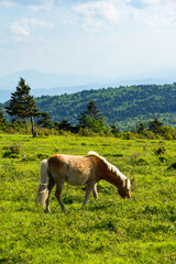 Wild ponies in Grayson Highlands State Park in southern Virginia.
