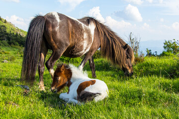 Wild ponies in Grayson Highlands State Park in southern Virginia.