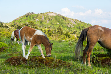 Fototapeta na wymiar Wild ponies in Grayson Highlands State Park in southern Virginia.