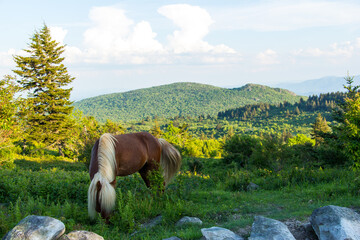 Wild ponies in Grayson Highlands State Park in southern Virginia.