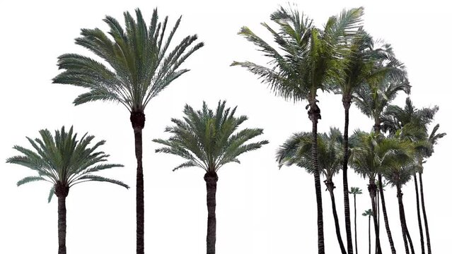 Palm trees in the wind, cropped on white background and bluescreen chroma key, 4K