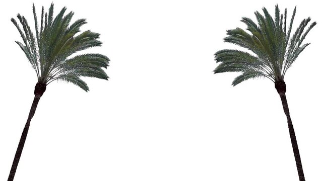 Palm trees in the wind, cropped on white background and bluescreen chroma key, 4K