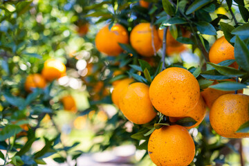 Orange tree in orange garden