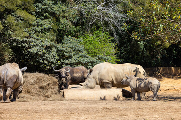 White rhinoceros in the wild zoo park