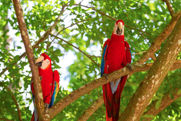 ara macaw parrot bird on twig. ara macaw parrot outdor. ara macaw parrot outside. © be free