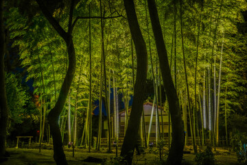 たくさんの竹の竹林