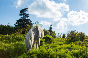 Obraz na płótnie Canvas Wild ponies in Grayson Highlands State Park in southern Virginia.