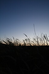 early spring lips smile reed dry plants sky dark sky evening village girl picking dry reed flowers