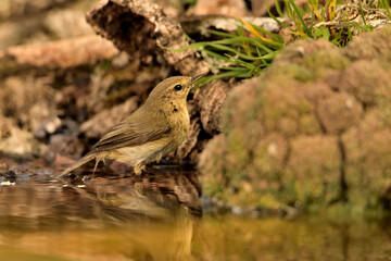 mosquitero común en el estanque (Phylloscopus collybita) Guaro Málaga Andalucía España ​