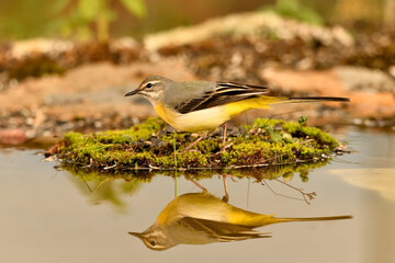 lavandera cascadeña posada sobre el musgo del estanque (Motacilla cinerea)