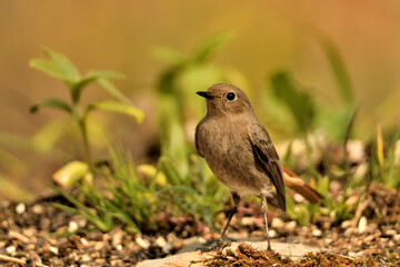 colirrojo tizón hembra en el suelo del bosque mediterráneo (Phoenicurus ochruros) Guaro Málaga  Andalucía España	