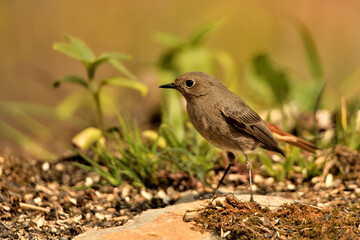 Obraz premium colirrojo tizón hembra en el suelo del bosque mediterráneo (Phoenicurus ochruros) Guaro Málaga Andalucía España 
