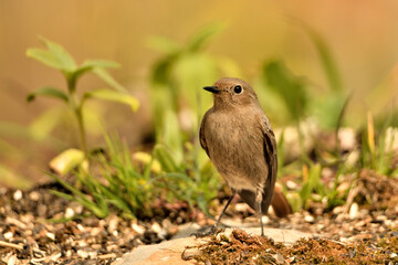 Obraz premium colirrojo tizón hembra en el suelo del bosque mediterráneo (Phoenicurus ochruros) Guaro Málaga Andalucía España 
