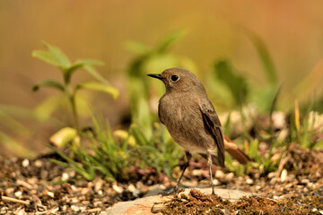 colirrojo tizón hembra en el suelo del bosque mediterráneo (Phoenicurus ochruros) Guaro Málaga  Andalucía España	