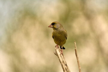 verderón europeo o verderón común (Chloris chloris)​