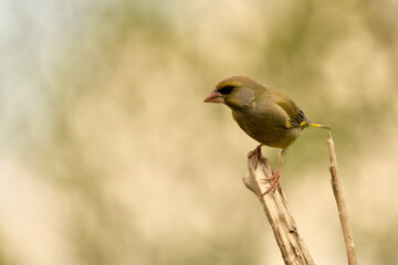 verderón europeo o verderón común (Chloris chloris)​