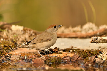 curruca capirotada hembra en el suelo del bosque mediterráneo (Sylvia atricapilla) Guaro Málaga  Andalucía España	