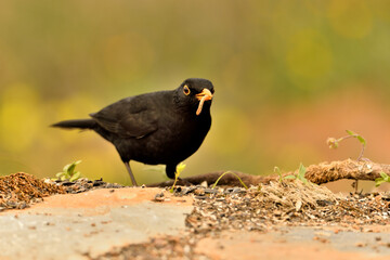 Obraz premium mirlo (Turdus merula) el el suelo del parque 