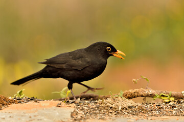 mirlo (Turdus merula) el el suelo del parque	
