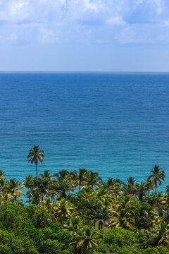 beach with tropical trees and the ocean beyond the horizon blue sea and blue sky clear and bright