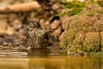 curruca capirotada hembra bañándose en el estanque del bosque mediterráneo (Sylvia atricapilla) Guaro Málaga  Andalucía España	