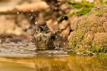 curruca capirotada hembra bañándose en el estanque del bosque mediterráneo (Sylvia atricapilla)...