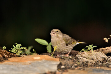verderón europeo o verderón común (Chloris chloris)​
