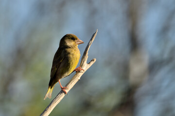 verderón europeo o verderón común (Chloris chloris)​