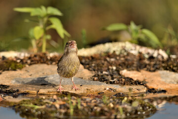 Jilguero lúgano en el estanque del bosque (Carduelis spinus) Guaro Málaga Andalucía España	