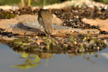 Jilguero lúgano en el estanque del bosque (Carduelis spinus) Guaro Málaga Andalucía España	