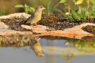 verderón europeo o verderón común (Chloris chloris)​