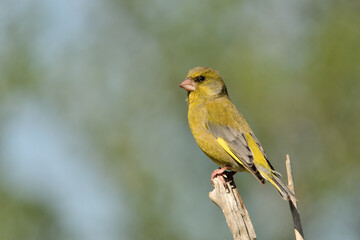 Fototapeta premium verderón europeo o verderón común (Chloris chloris)​
