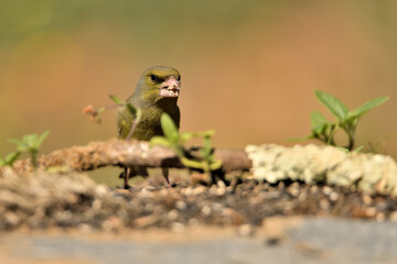 verderón europeo o verderón común macho posado en el suelo (Chloris chloris)​