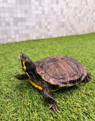 turtle on the grass