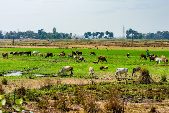 Cows grazing grass in the field. Rural India landscape. Burdwan West Bengal India South Asia Pacific