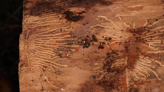 Drawing is made by a bark beetle on a tree trunk. A tree eaten by pests