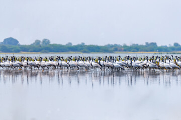 A Flock Demoiselle Crane