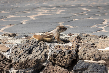 Chipmunk eating peanut, Fuerteventura