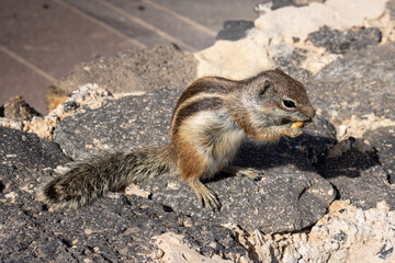 Chipmunk eating peanut, Fuerteventura