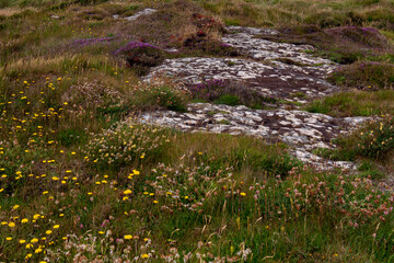 Obraz premium Colorful wildflowers grow on stony Irish soil, picturesque landscape. Beautiful plants common in southern Ireland. Northern European vegetation.