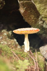 mushroom in the forest
