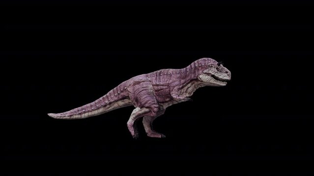 Dinosaur Carnotaurus Walk Loop 3D Animation Video Transparent Alpha